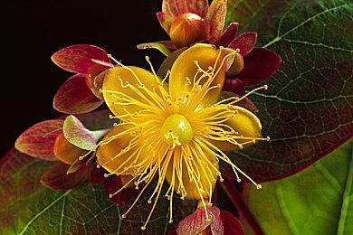 数据挖掘发现《刺客信条：影》季票内容和更多细节